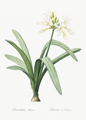 Pancratium Illyricum Illus