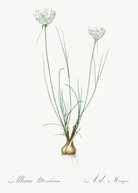 Allium Moschatum Illustrat