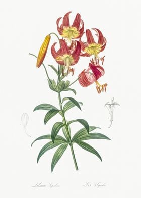 Turban Lily Illustration F