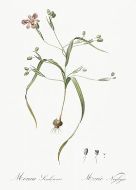 Moraea Sordescens Illustra