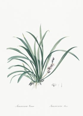 Sansevieria Carnea Illustr