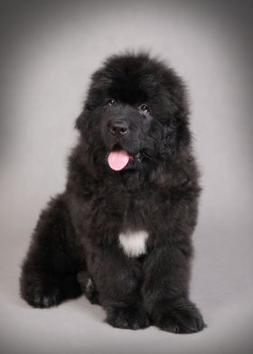 Newfoundland puppy