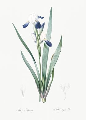 Tall Bearded Iris Illustra