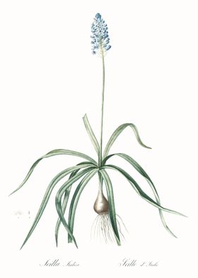 Italian Bluebell Illustrat