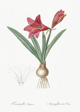 Hippeastrum Illustration F