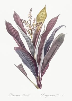 Cordyline Fruticosa Illust