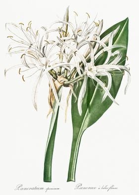 GreenTinge Spiderlily Illu