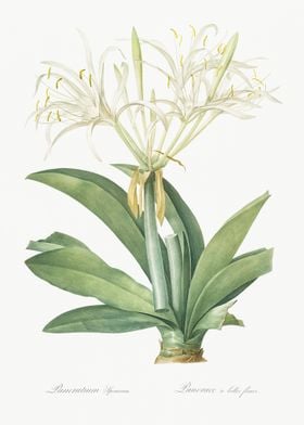 Pancratium Speciosum Illus