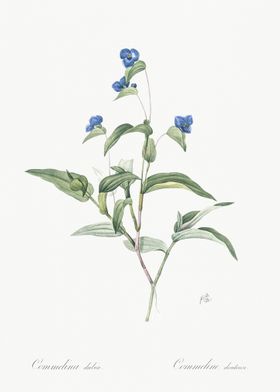 Blue Spiderwort Illustrati