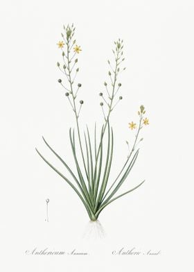 Bulbine Lily Illustration 