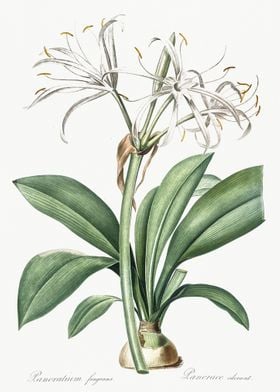 Spider Lily Illustration F