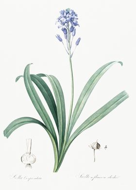 Spanish Bluebell Illustrat