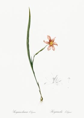 Sisyrinchium Elegans Illus