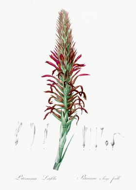 Pitcairnia Latifolia Illus