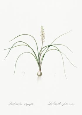 Lachenalia Angustifolia Il