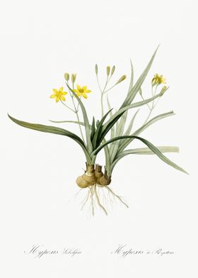 Hypoxis Sobolifera Illustr