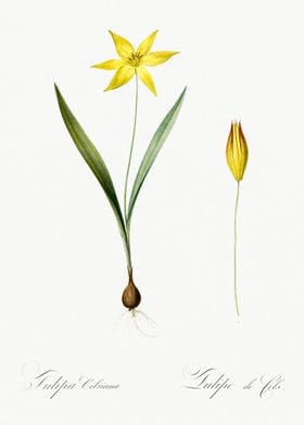 Tulipa Celsiana Illustrati