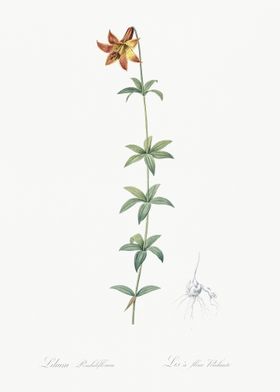 Lilium Penduliflorum Illus