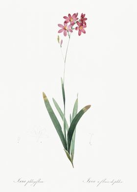 Corn Lily Illustration Fro