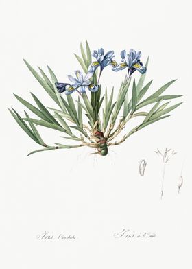 Dwarf Crested Iris Illustr