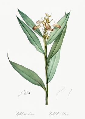 Globba Erecta Illustration