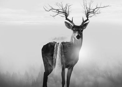 Deer and Nature