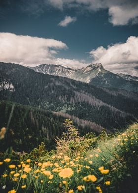 Summer in mountains