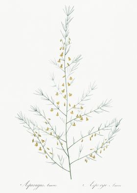 Sea Asparagus Illustration