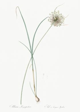 Pale Garlic Illustration F