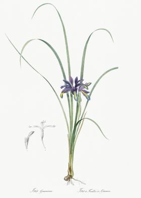 Grass Leaved Iris Illustra