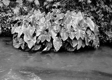 Taro plants