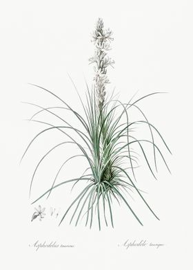 Thin Asphodeline Illustrat