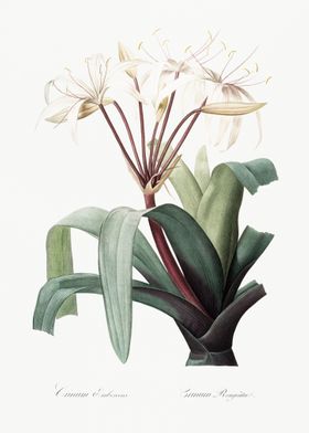 Crinum Erubescens Illustra