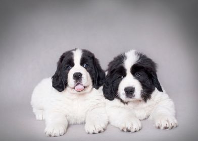 Landseer puppies