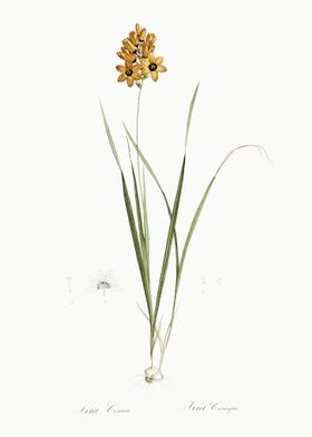 Ixia Conica Illustration F