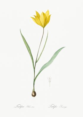 Tulipa Sylvestris Illustra