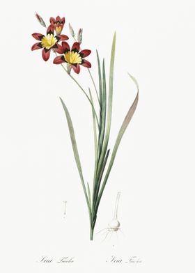 Ixia Tricolor Illustration