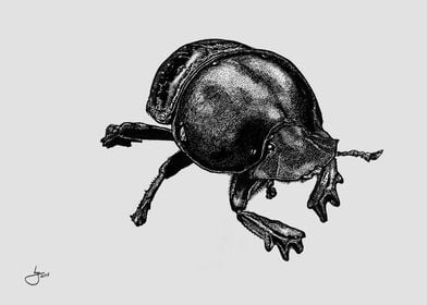 Ink Dung Beetle