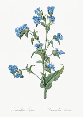 Commelina Tuberosa Illustr