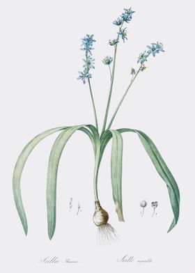 Star Squill Illustration F