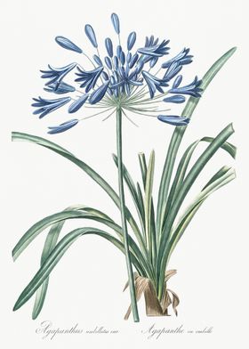 African Lily Illustration 