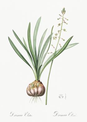 Satin Squill Illustration 