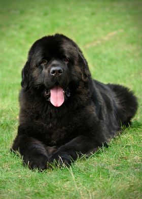 Newfoundland dog portrait 