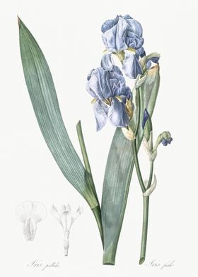 Dalmatian Iris Illustratio