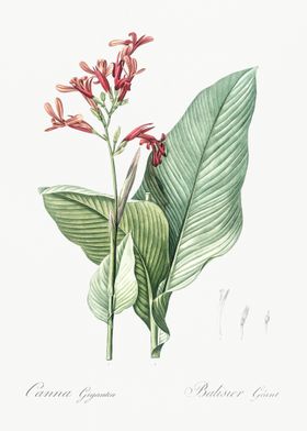 Canna Lily Illustration Fr