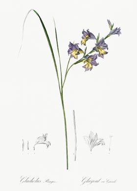 Gladiolus Ringens Illustra