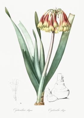 Knysna Lily Illustration F