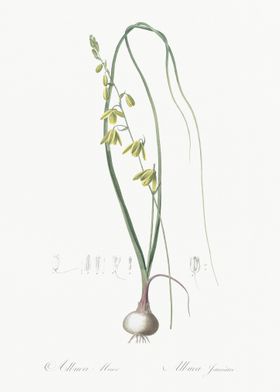 Albuca Illustration From L