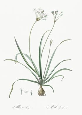 Allium Fragrans Illustrati