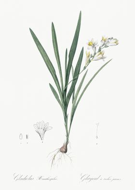 Gladiolus Xanthospilus Ill